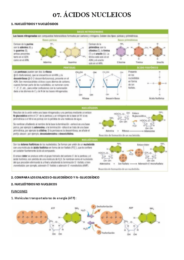 Miniatura del documento 07.-ACIDOS-NUCLEICOS.pdf