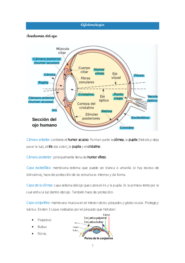 Miniatura del documento 2.-Oftalmologia.pdf