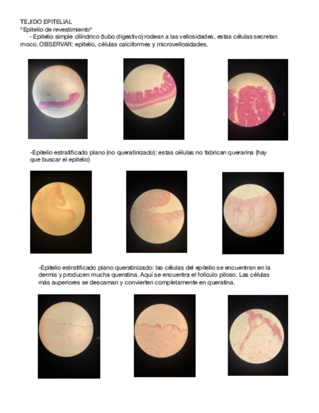 Miniatura del documento Practicas-fisiologia-Fotos-microscopio-dia-2.pdf