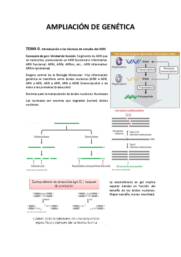 Miniatura del documento AMPLIACIONGENETICA-T0-T1-EJERCICIOS.pdf