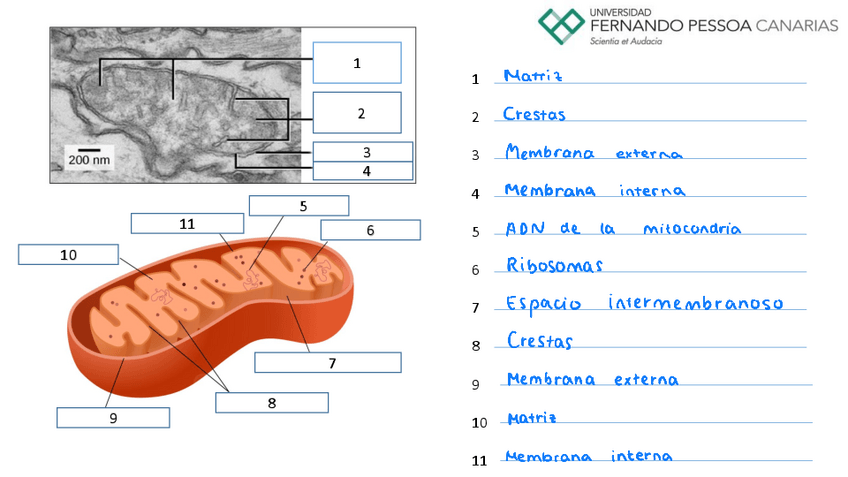 Miniatura del documento A07-Mitocondrias.pdf
