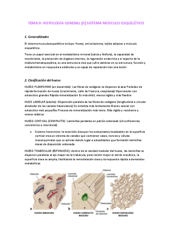 Miniatura del documento TEMA-10-HISTOLOGIA-II.pdf