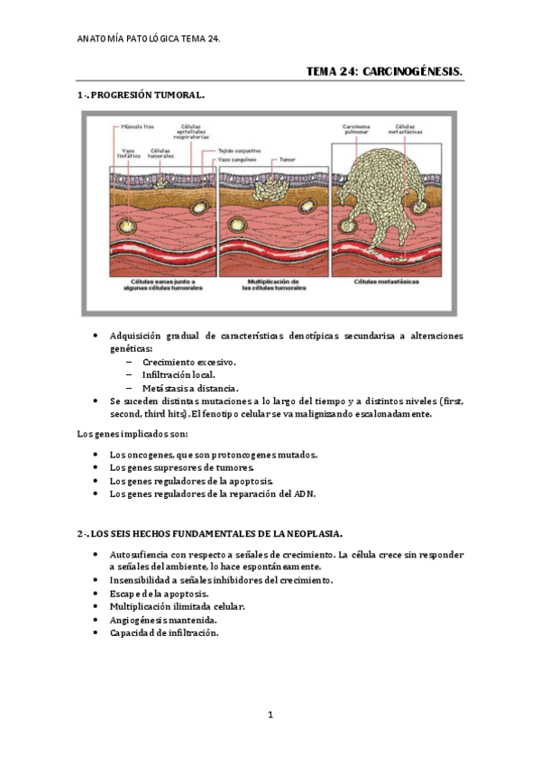 Miniatura del documento TEMA-24.-CARCINOGENESIS.pdf