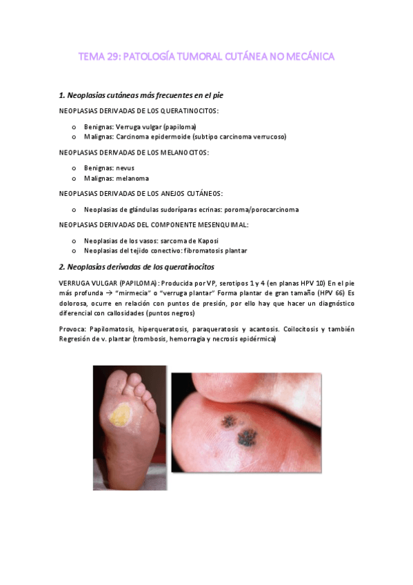 Miniatura del documento TEMA-29-PATOLOGIA-TUMORAL-CUTANEA-NO-MECANICA.pdf