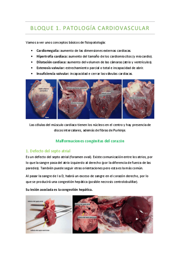 Miniatura del documento Temario-completo-APE.pdf