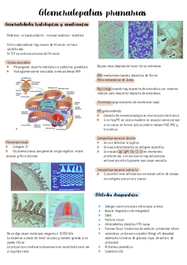 Miniatura del documento Glomerulopatias-Primarias.pdf