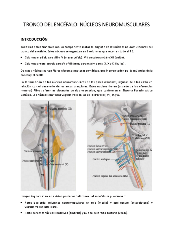 Miniatura del documento TE-1.-Nucleos-Neuromusculares.-Nucleos-Vegetativos.-Formacion-Reticular.pdf