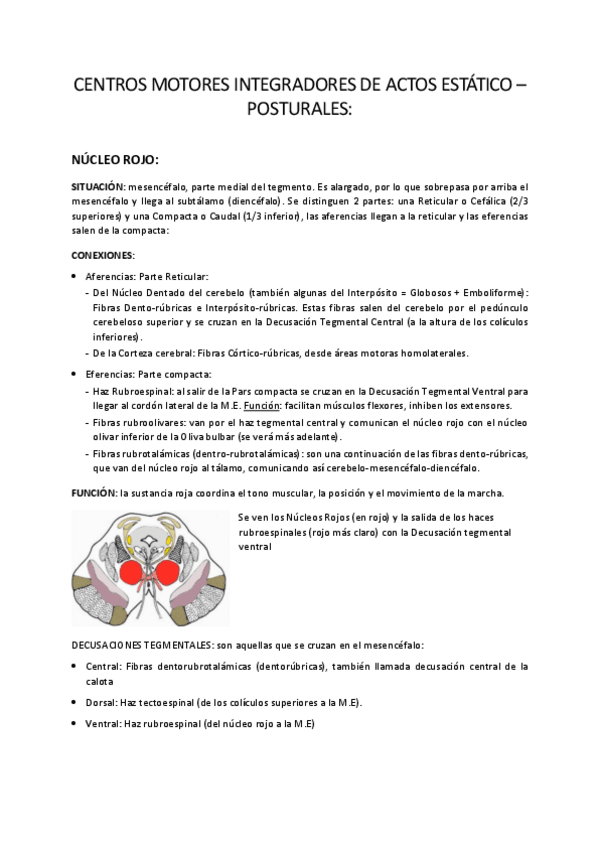 Miniatura del documento TE-2.-Nucleo-Rojo.-Complejo-Olivar-inferior.-Complejo-Vestibular.-Coliculos.-Centros-de-la-mirada.pdf