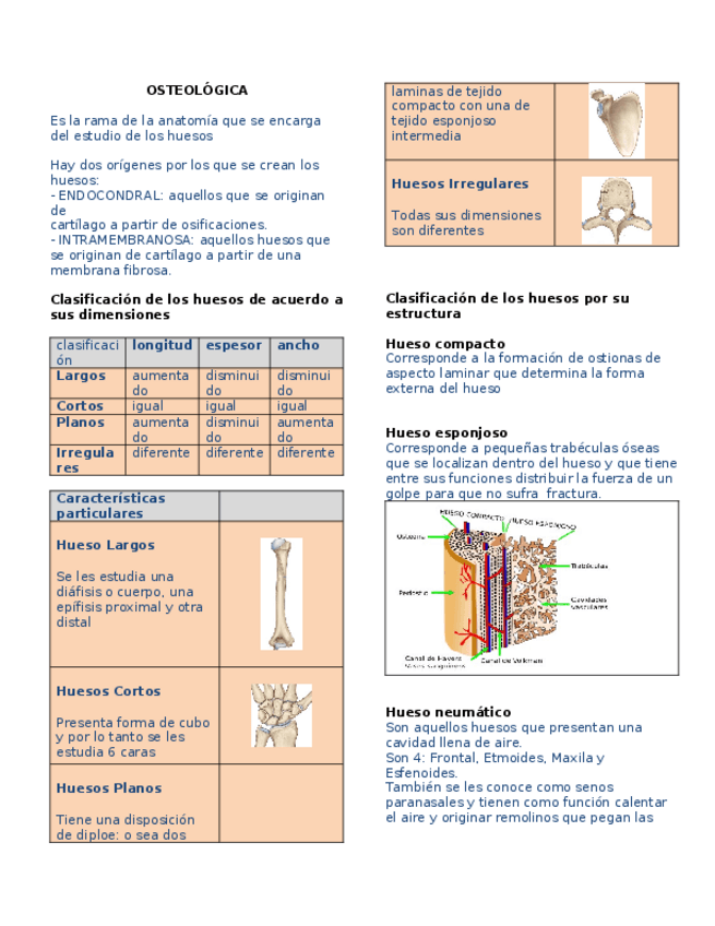 Miniatura del documento 2.-Osteologia.docx