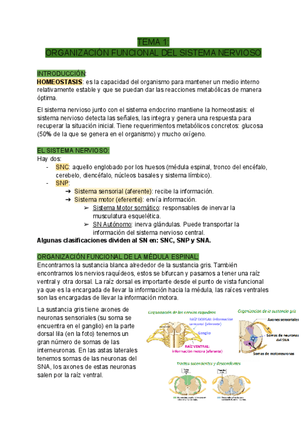 Miniatura del documento TEMA-1-ORGANIZACION-FUNCIONAL-DEL-SISTEMA-NERVIOSO.pdf