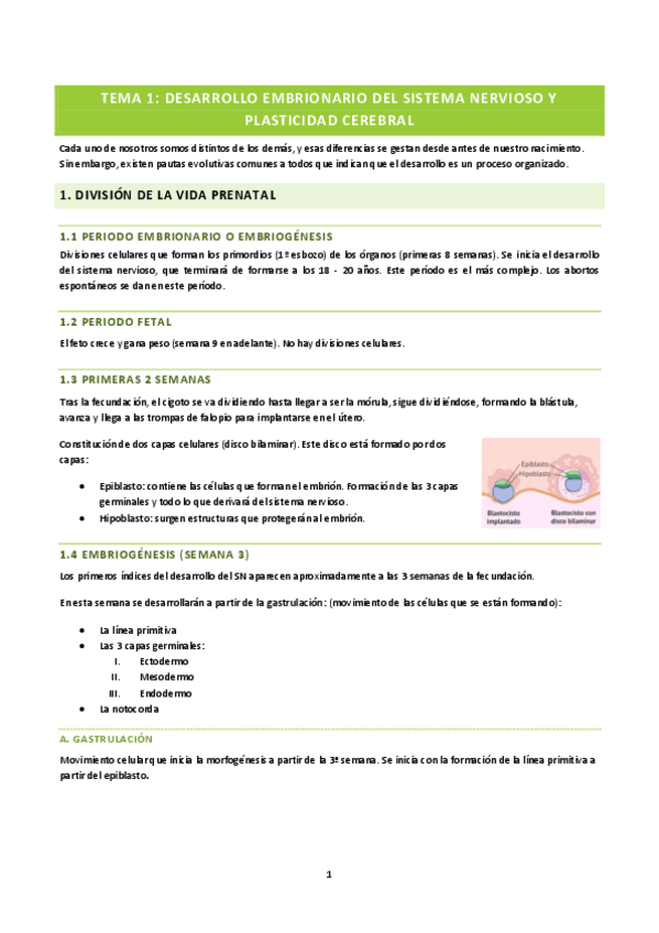 Miniatura del documento TEMA 1: DESARROLLO EMBRIONARIO DEL SISTEMA NERVIOSO Y PLASTICIDAD CEREBRAL.pdf