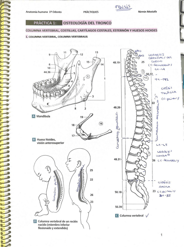 Miniatura del documento SOLUCIONARIO-FENEISPRACTICAS-ANATOMIA-HUMANA.pdf