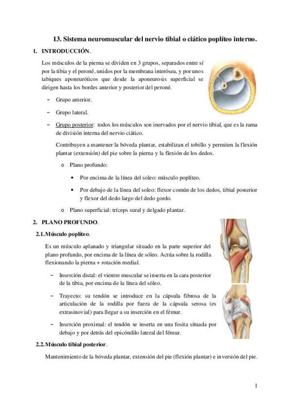 Miniatura del documento 13.-SNM-del-nervio-tibial.pdf