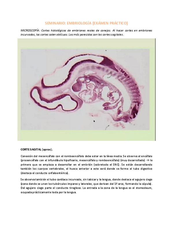 Miniatura del documento SEMINARIO-EMBRIOLOGIA-FOTOS-RESUELTO.pdf