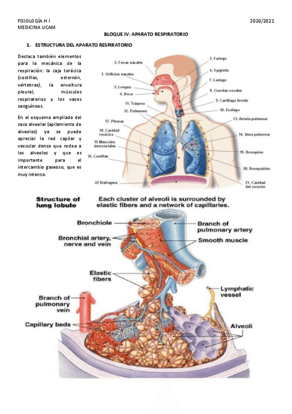 Miniatura del documento BLOQUE-IV.-RESPIRATORIO.pdf