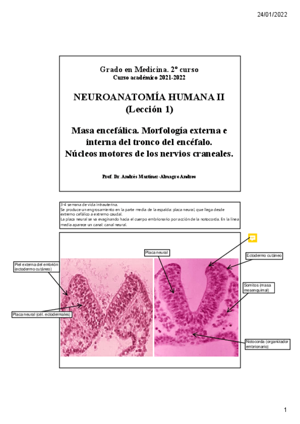 Miniatura del documento Leccion-1.-Nucleos-motores.pdf