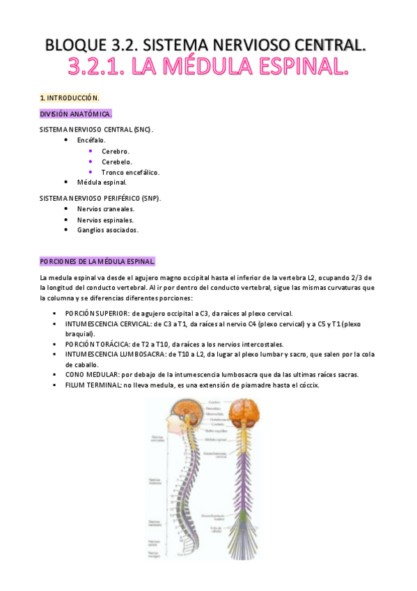 Miniatura del documento 3-PARCIAL-ANATOMIA.pdf