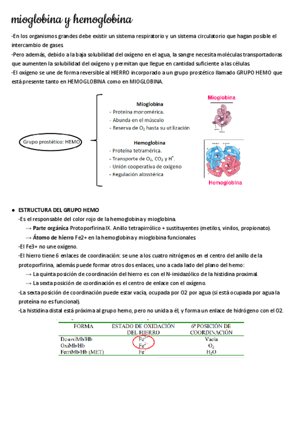 Miniatura del documento TEMA-3-MIOGLOBINA-Y-HEMOGLOBINA-BQI.pdf