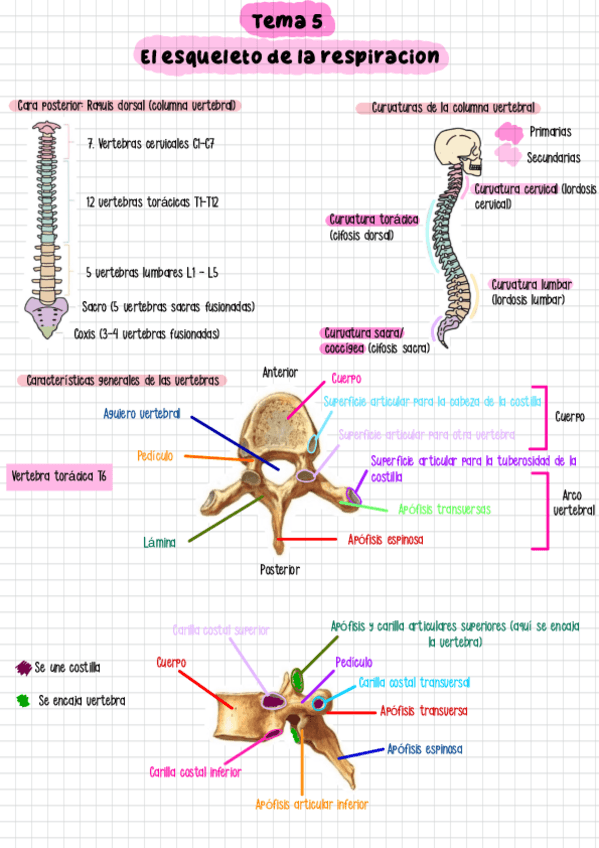 Miniatura del documento Tema-5.pdf