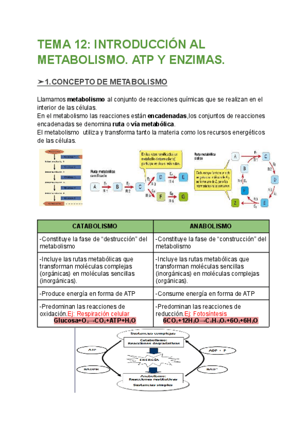 Miniatura del documento TEMA-12-INTRODUCCION-AL-METABOLISMO.-ATP-Y-ENZIMAS.pdf