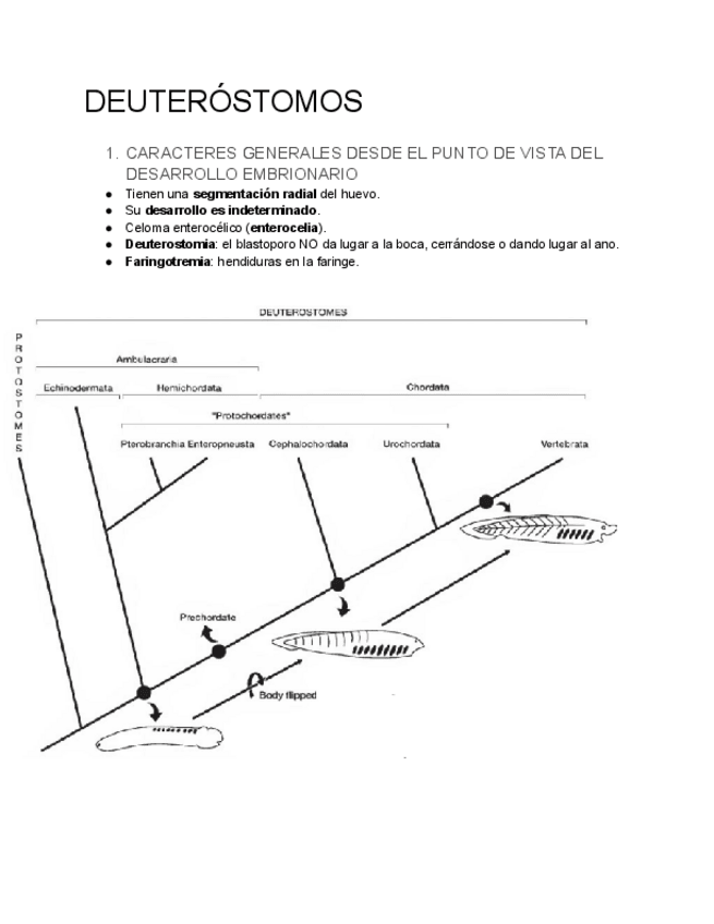 Miniatura del documento DEUTEROSTOMOS.pdf