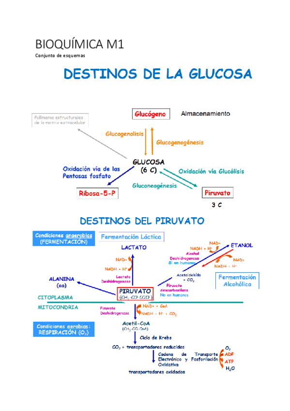 Miniatura del documento Bioquimica-II-M1-Esquemas-Metabolismo-Diapositivas.pdf