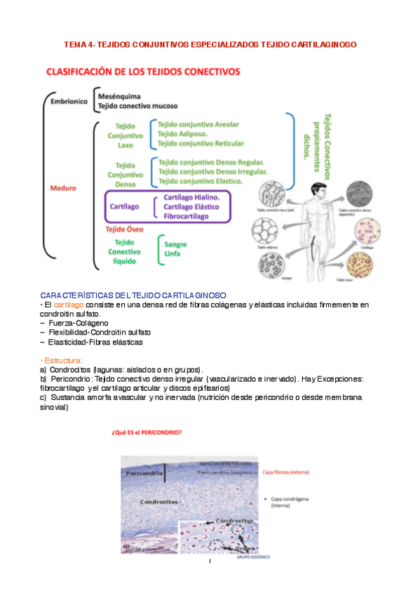 Miniatura del documento Anatomia-tema-4.1-file-pdf.pdf