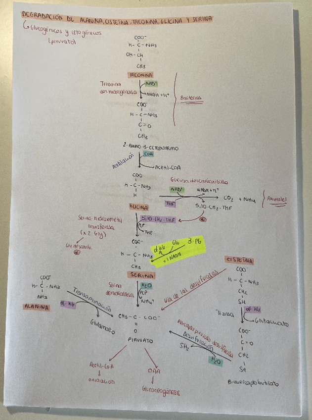 Miniatura del documento DEGRADACION-DE-TODOS-LOS-AA-METABOLISMO.pdf