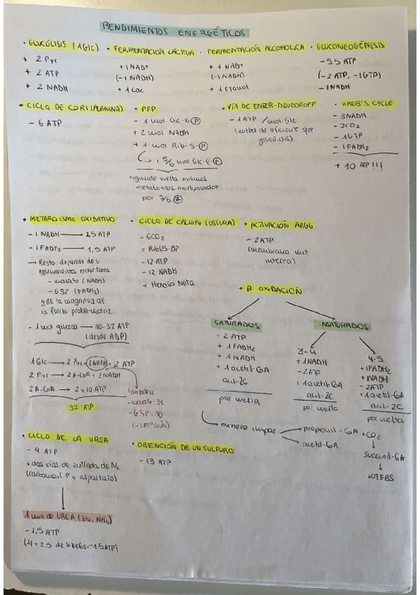 Miniatura del documento RENDIMIENTOS-Y-ESQUEMAS-METABOLISMO.pdf
