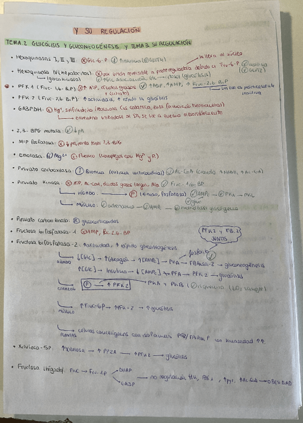 Miniatura del documento RESUMEN-TODA-LA-REGULACION-METABOLISMO.pdf