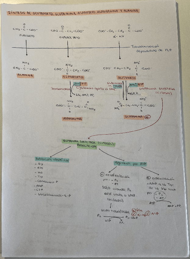 Miniatura del documento SINTESIS-DE-TODOS-LOS-AA-METABOLISMO.pdf
