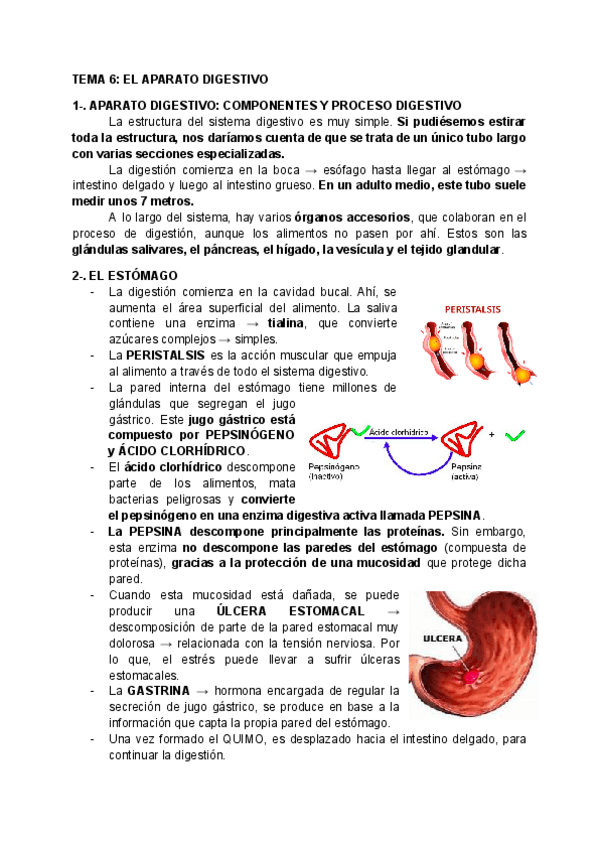 Miniatura del documento APUNTES-FISIOLOGIA-2o-PARCIAL.pdf