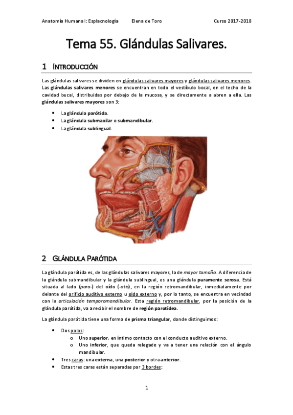 Miniatura del documento Tema 55. Glándulas Salivares..pdf