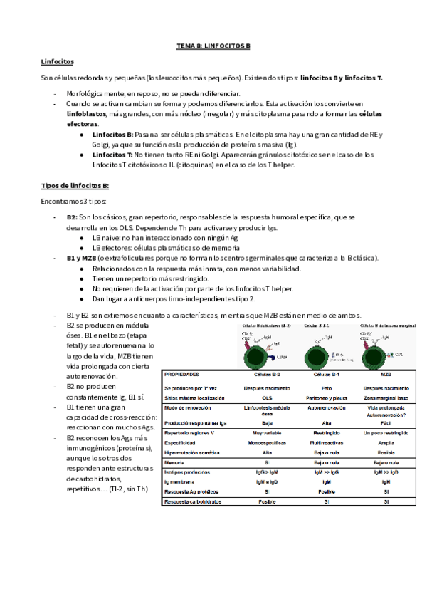 Miniatura del documento TEMA-8-LINFOCITOS-B.pdf