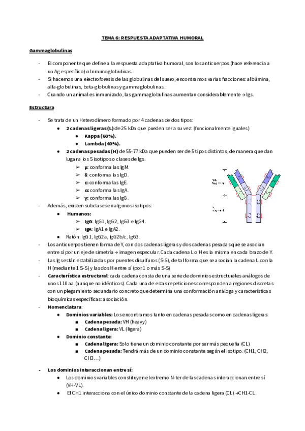 Miniatura del documento TEMA-6-RESPUESTA-ADAPTATIVA-HUMORAL.pdf