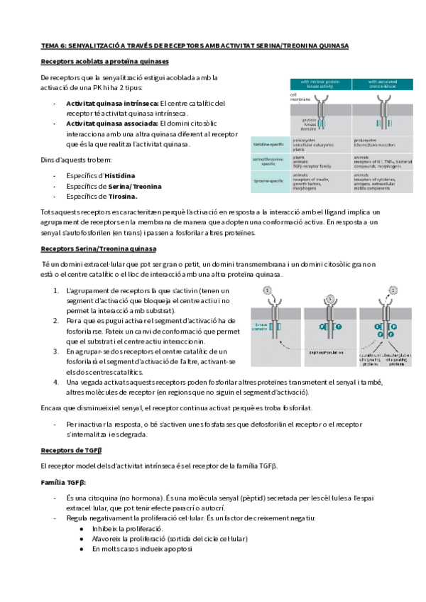 Miniatura del documento TEMA-6-SENYALITZACIO-A-TRAVES-DE-RECEPTORS-AMB-ACTIVITAT-SERINATREONINA-QUINASA-1.pdf