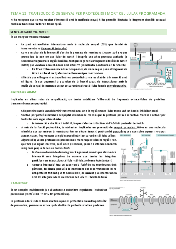 Miniatura del documento TEMA-12-PRIMERA-PART.pdf