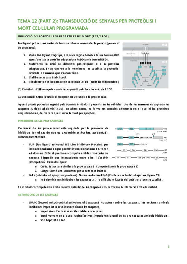 Miniatura del documento TEMA-12-SEGONA-PART.pdf