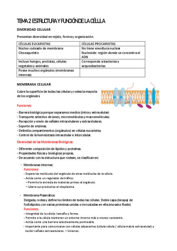 Miniatura del documento TEMA-2-ESTRUCTURA-Y-FUNCION-DE-LA-CELULA.pdf