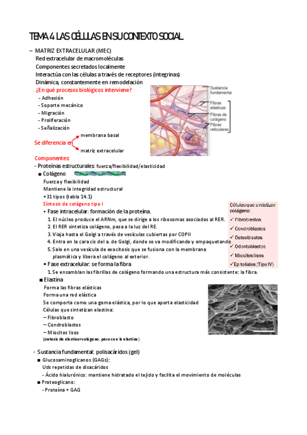 Miniatura del documento TEMA-4-LAS-CELULAS-EN-SU-CONTEXTO-SOCIAL.pdf
