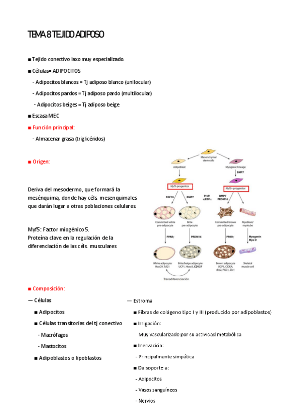 Miniatura del documento TEMA-8-TEJIDO-ADIPOSO.pdf