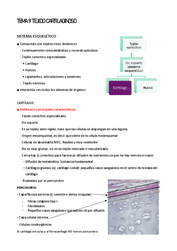 Miniatura del documento TEMA-9-TEJIDO-CARTILAGINOSO.pdf