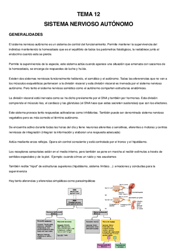 Miniatura del documento MEF-SISTEMA-NERVIOSO-AUTONOMO.pdf