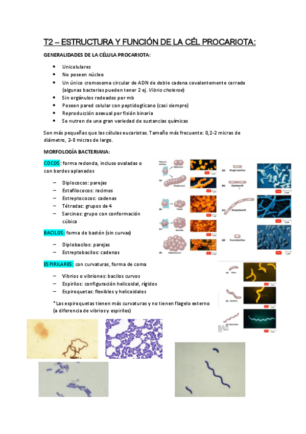 Miniatura del documento T2-Celulas-procariotas.pdf