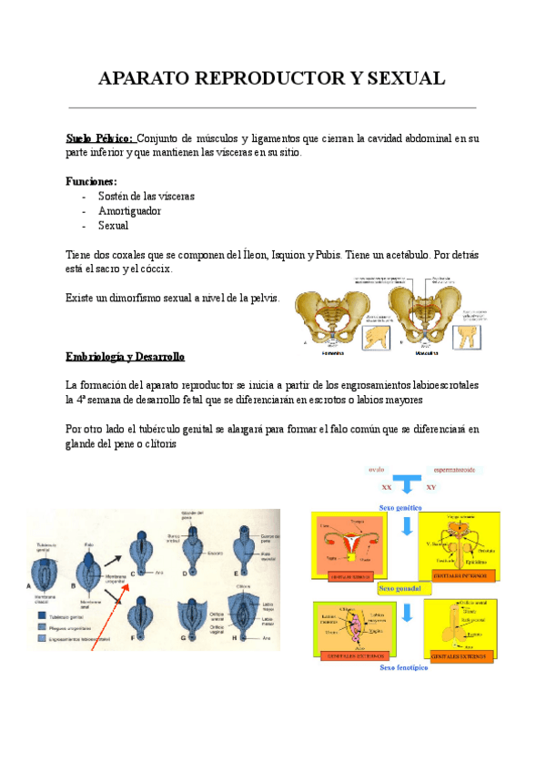 Miniatura del documento APARATO-REPRODUCTOR-Y-SEXUAL.pdf