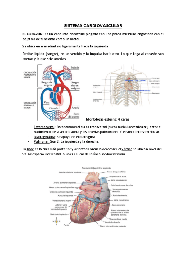 Miniatura del documento Sistema-Cardiovascular.pdf