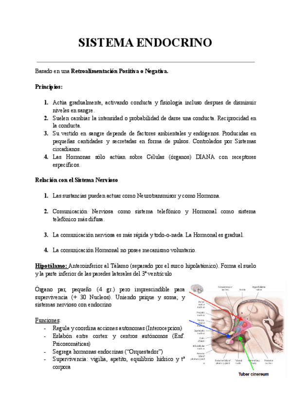 Miniatura del documento SISTEMA-ENDOCRINO.pdf
