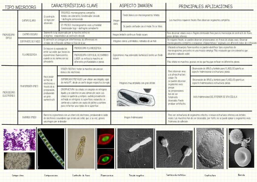 Miniatura del documento Observación al microscopio_apuntes para examen.pdf