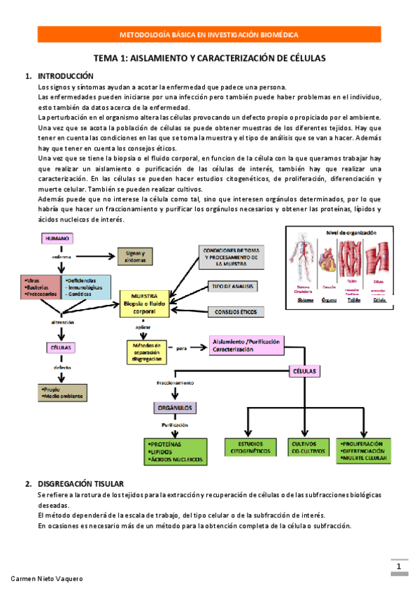 Miniatura del documento METODOLOGIA-BASICA-TODO-CARMEN-NIETO.pdf