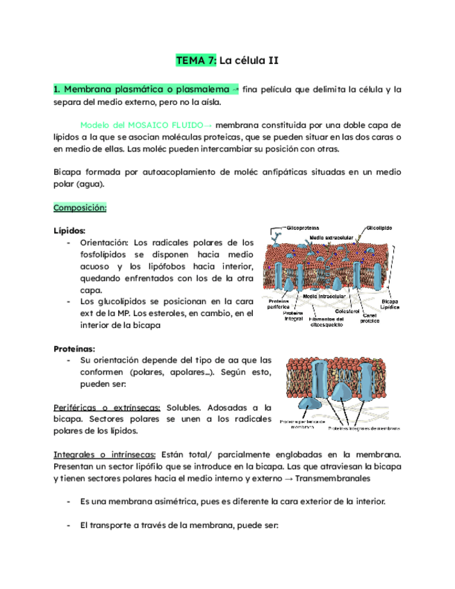 Miniatura del documento TEMA-7-La-celula-II.pdf